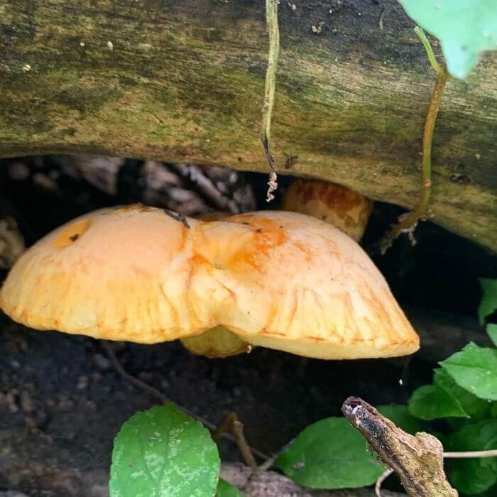 yellow  gymnopilus