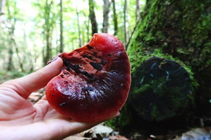 beefsteak mushroom