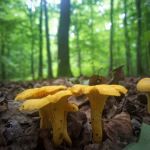 chanterelles