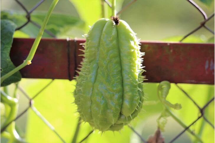 chayote