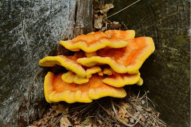 chicken fungus