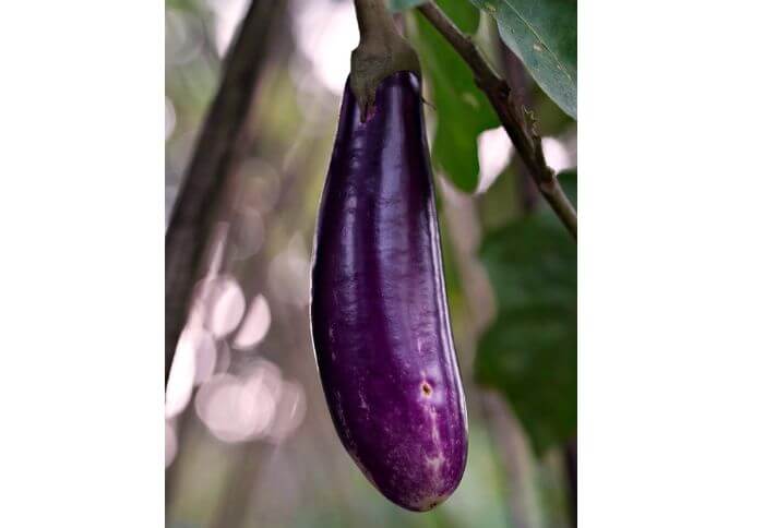 chinese eggplants