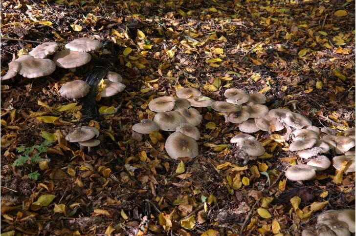 clitocybe nebularis