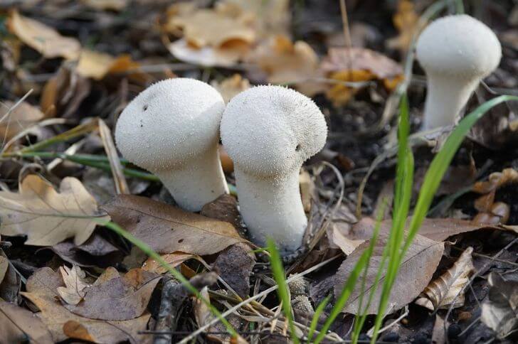 common puffball