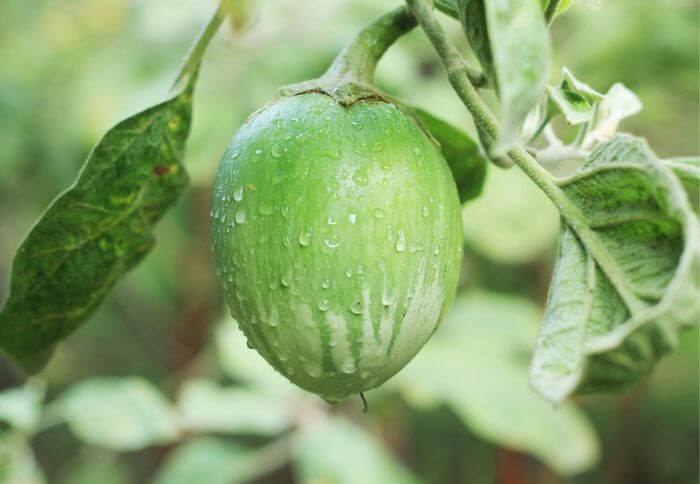 green eggplants