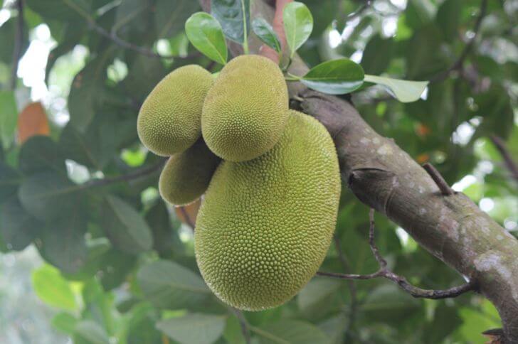 jackfruit