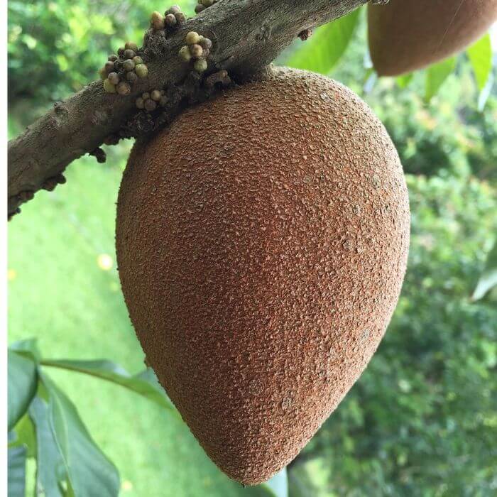 mamey sapote