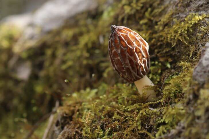 morels in illinois