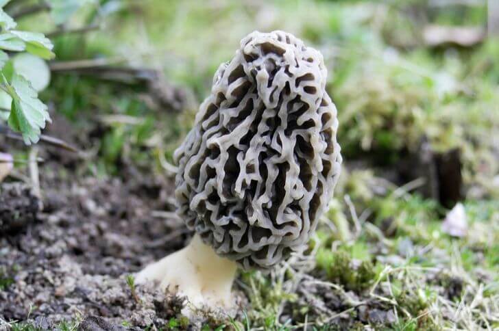 morels in texas