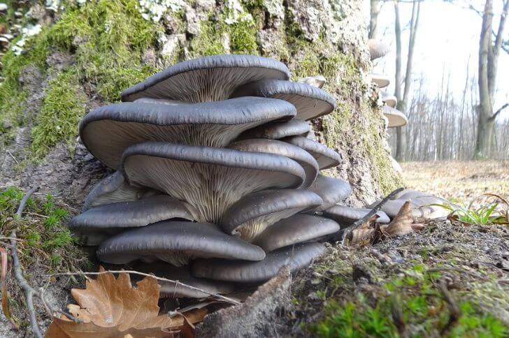 oyster mushroom