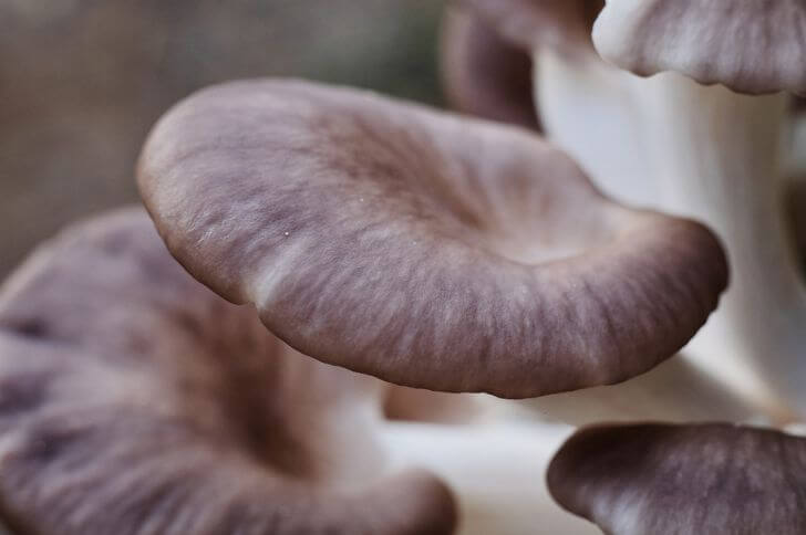 oyster mushrooms