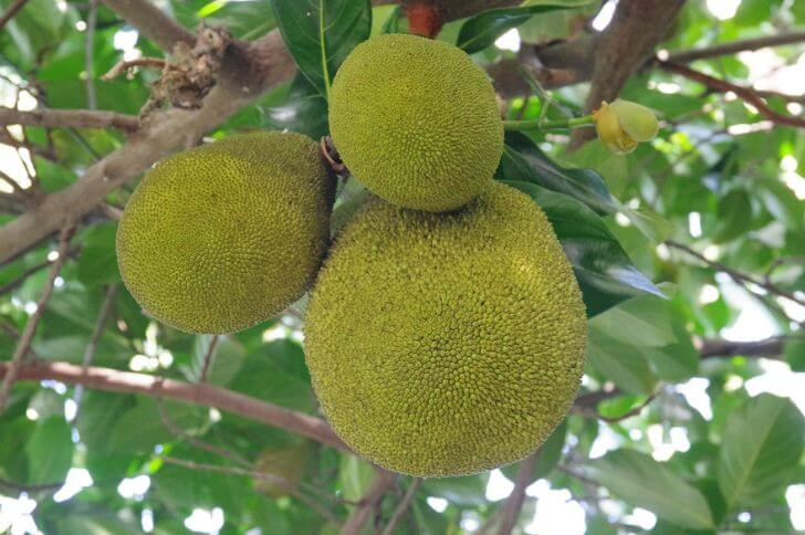 pana fruit