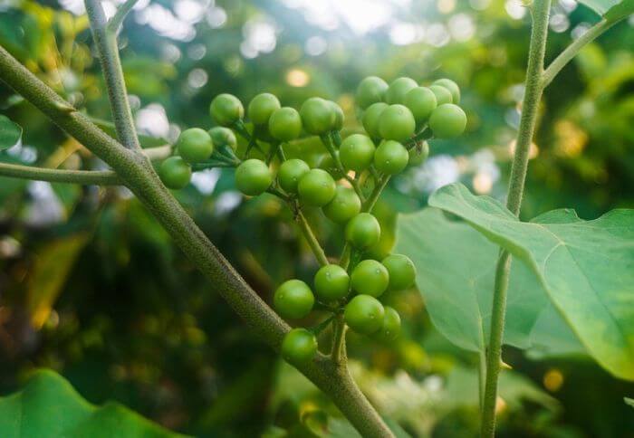 pea eggplant