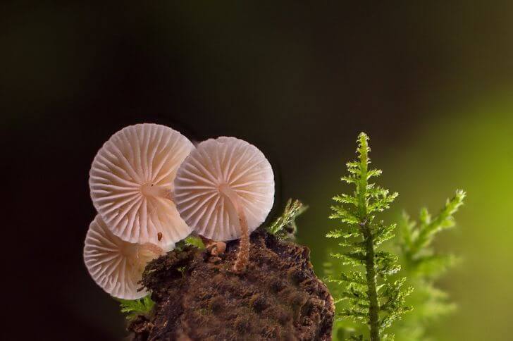 pinwheel mushroom