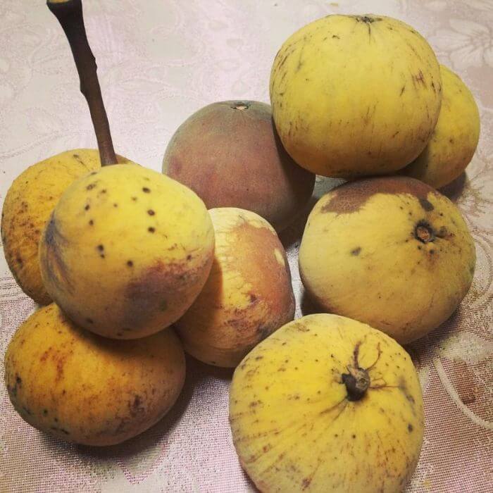 santol fruit