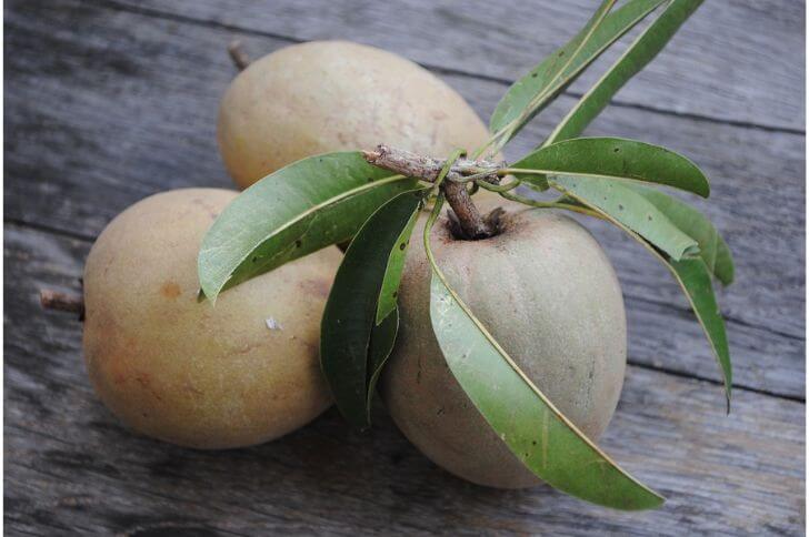 sapodilla