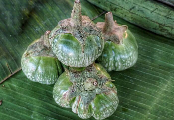 thair eggplants
