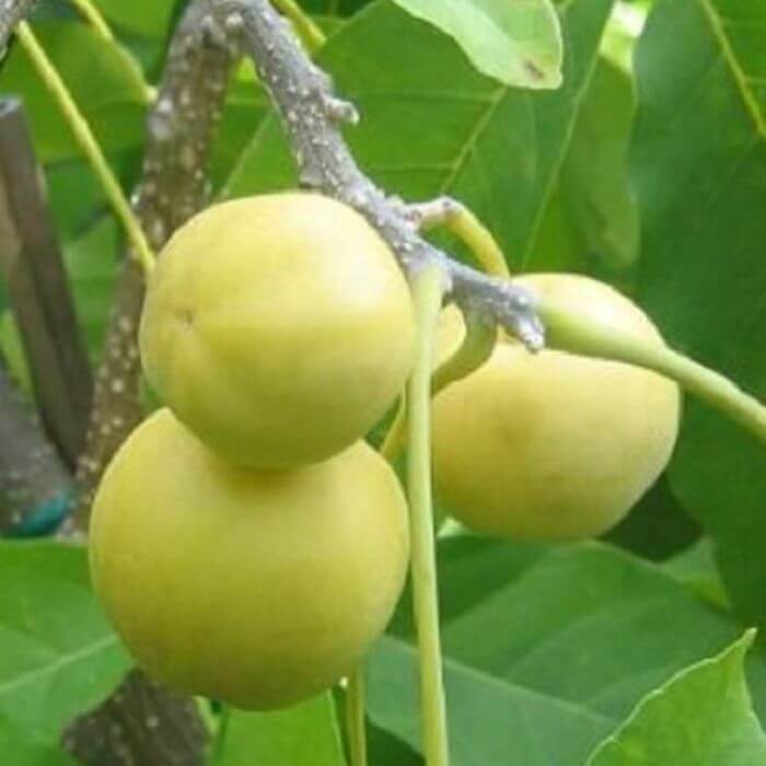 white sapote