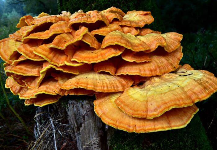 orange shelf mushrooms