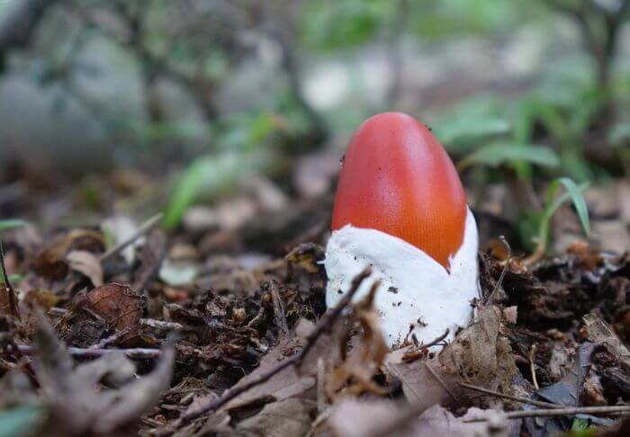 caesar mushroom