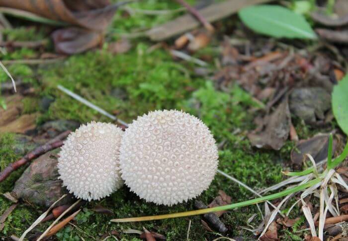 mushrooms that look like eggs