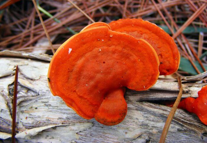 orange mushrooms in florida