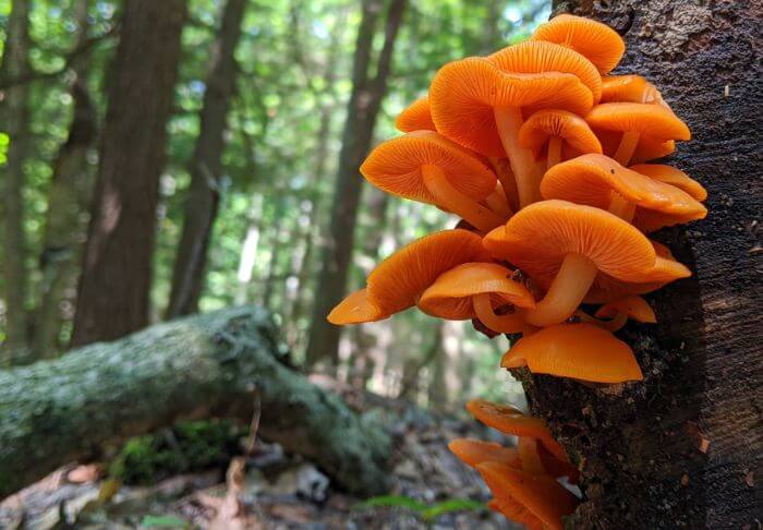 orange mushrooms that grow on trees