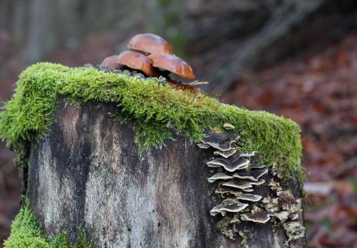 stump mushrooms