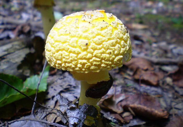 yellow mushrooms in texas