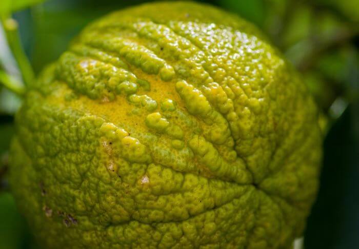 Bergamot orange