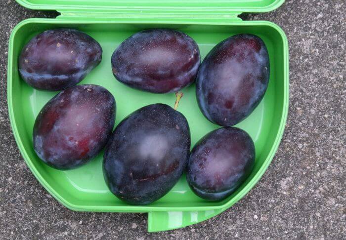  Black Splendor Plum