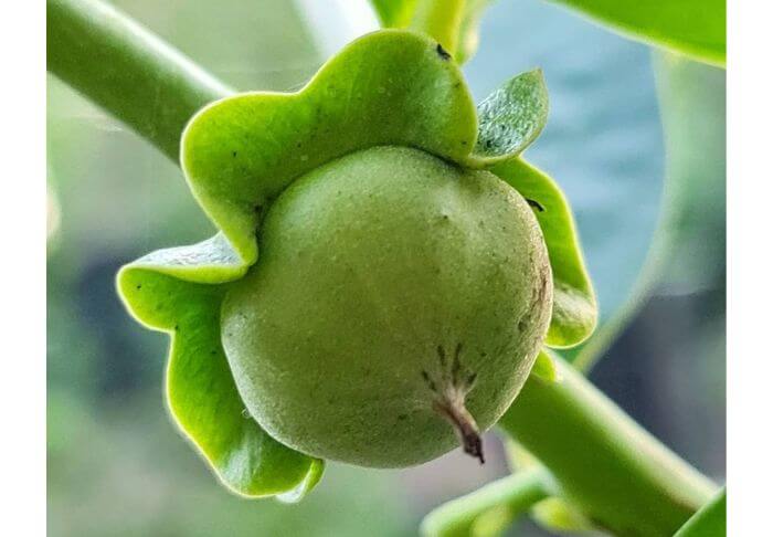 Diospyros nigra