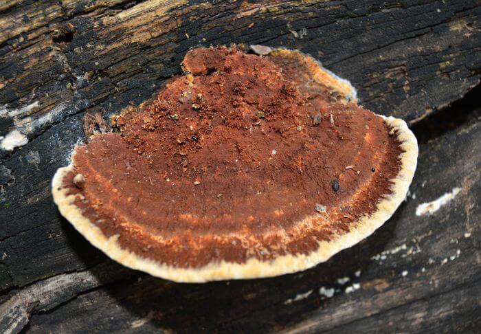 Ganoderma applanatum