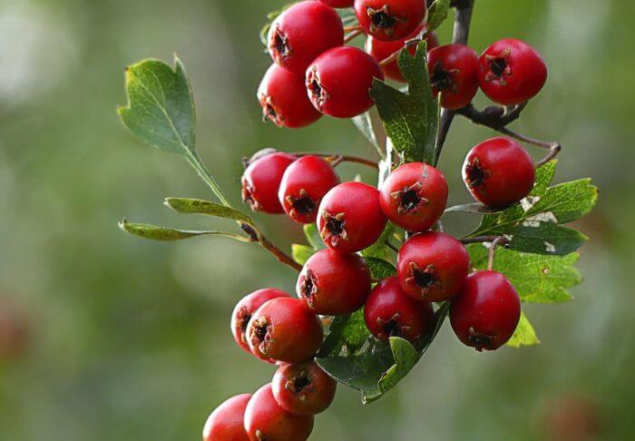 Hawthorn edible berries