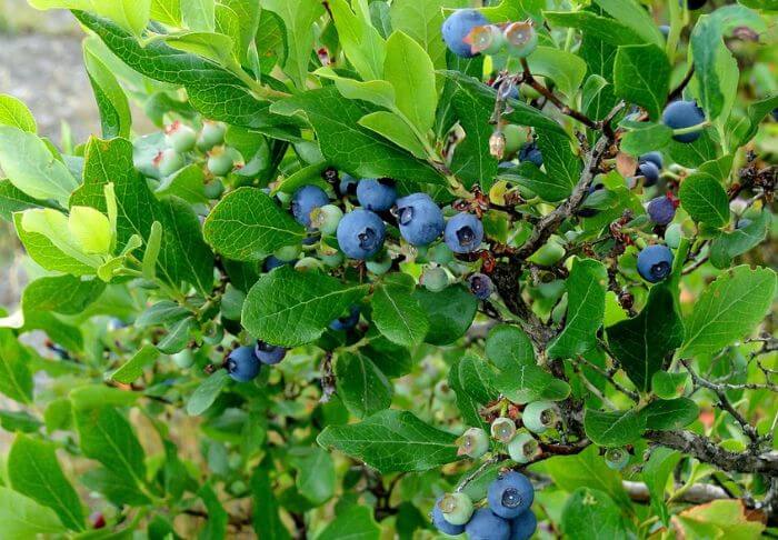 Highbush blueberry