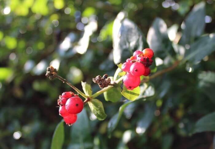 Honeysuckle plant berries