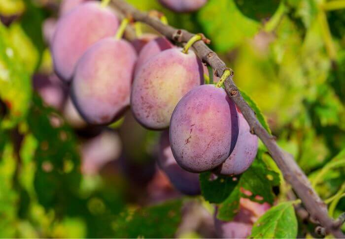 Japanese Plums