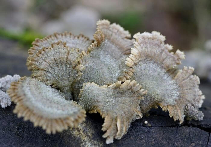 Schizophyllum