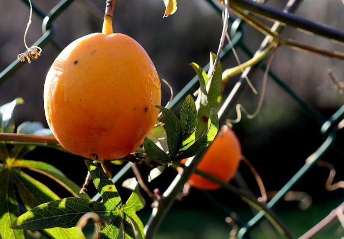 Yellow passion fruit