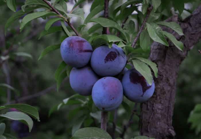 black ruby plum