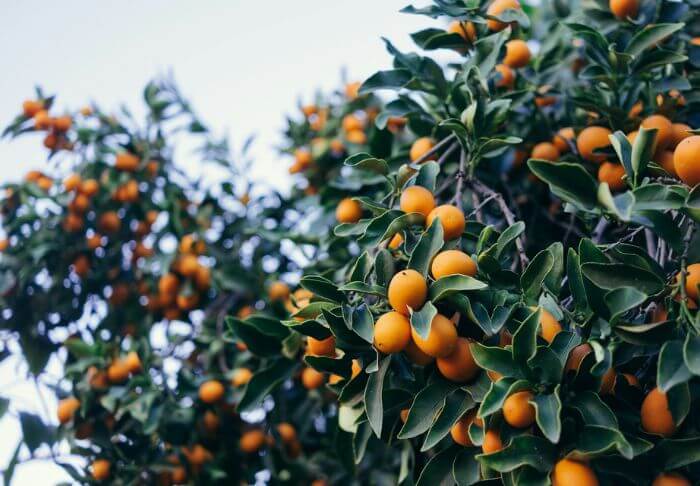 freezing fruit