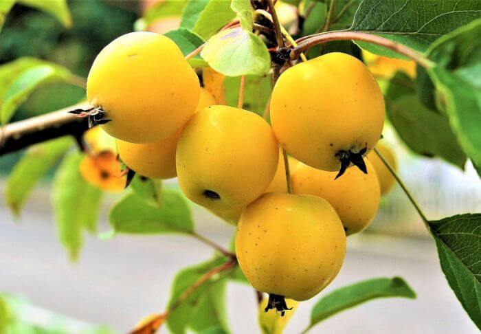 yellow colored fruits